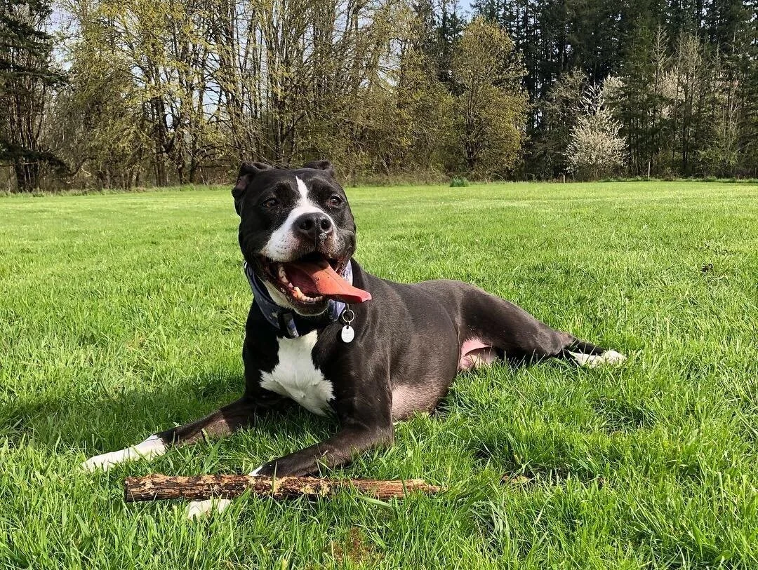 Creative Canine Solutions: Dog Training and Behavior Modification — dog trainer in Eugene, OR