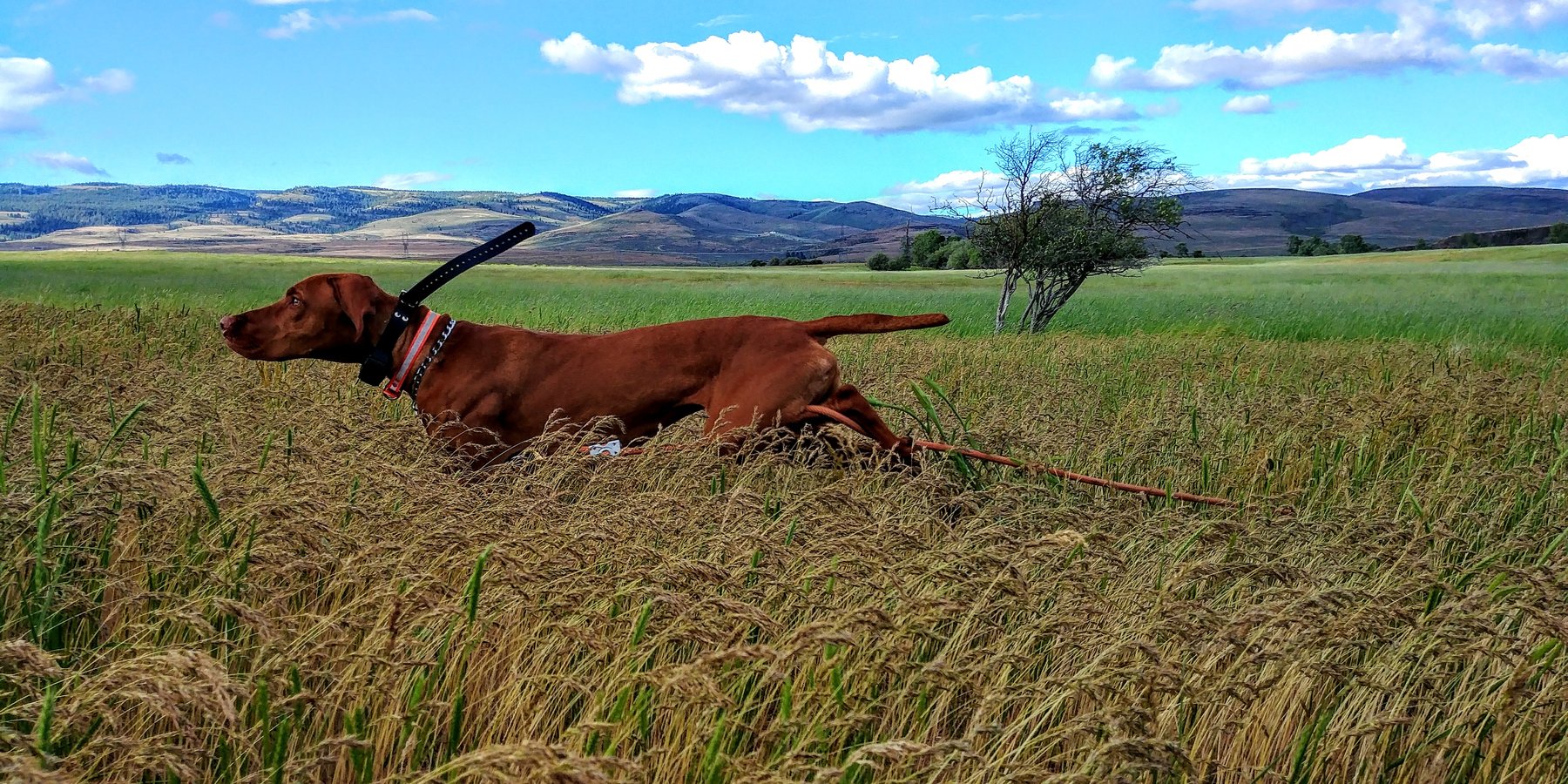 Colockum Gun Dogs