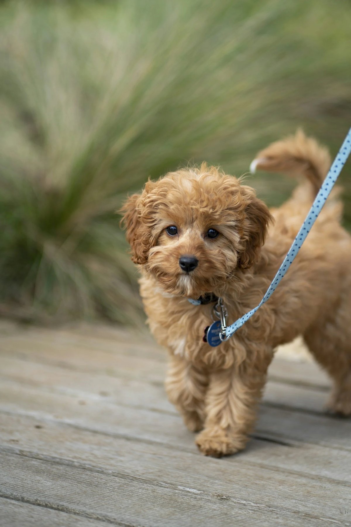 Empowered Dog Training