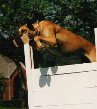 Havenlea Dog Training Centre