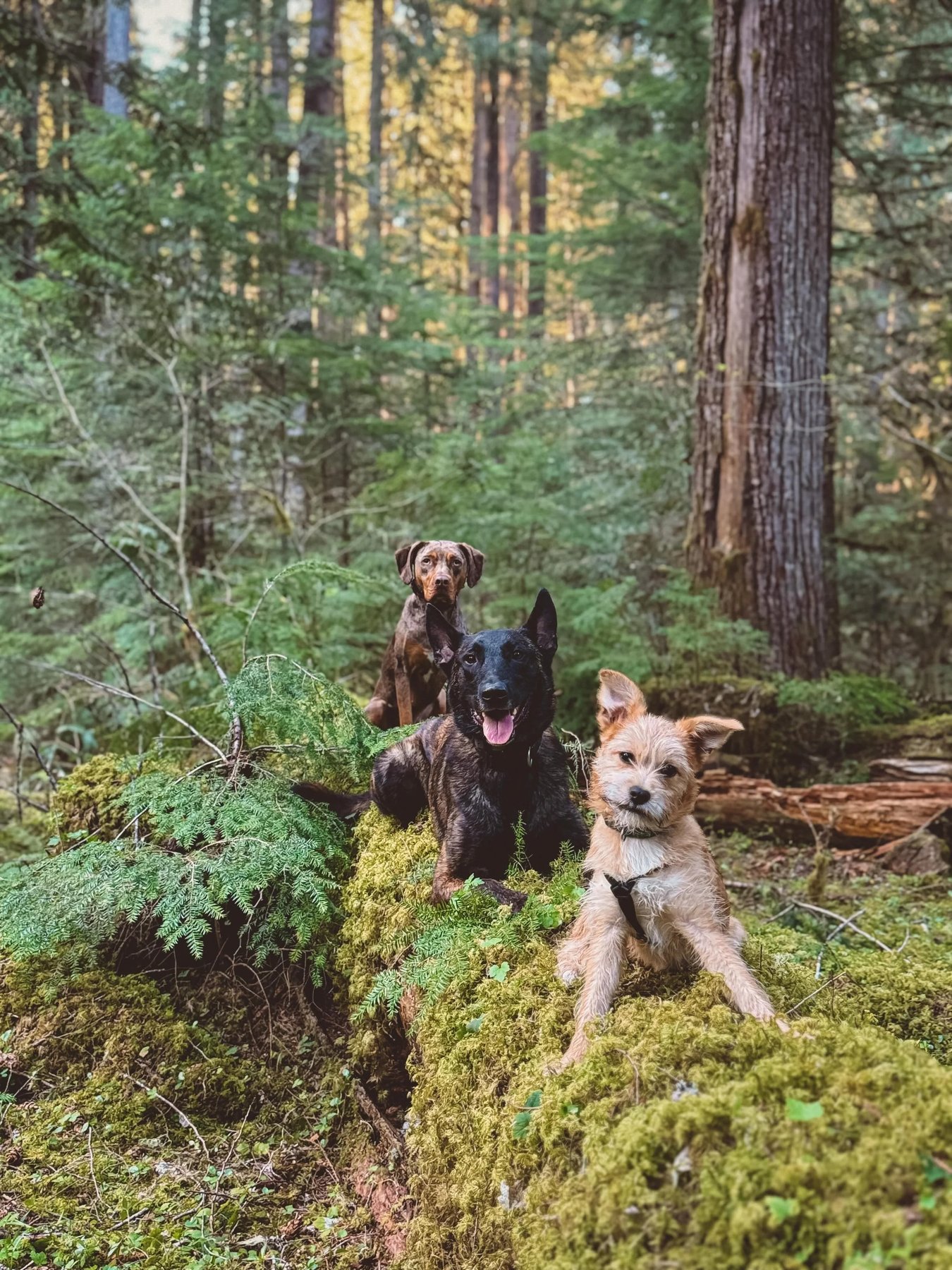 Outdogsy Pack