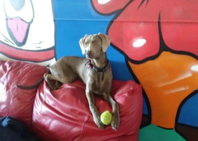 Paws 4 Play