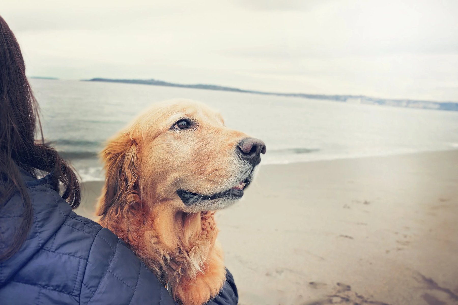 Pawsitive Progress Dog Training