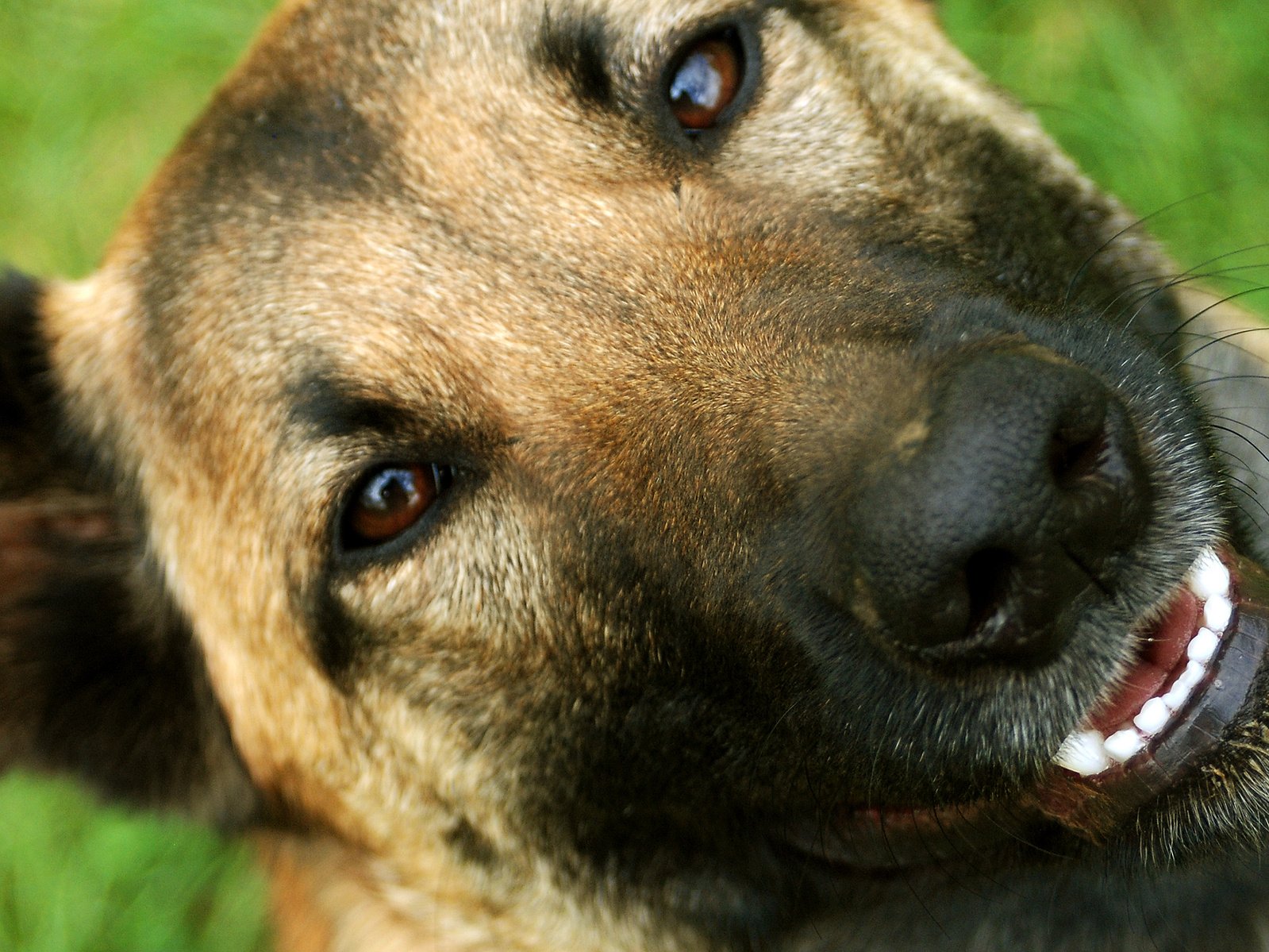 You and Your Dog Training & Services — dog trainer in Manchester, NH