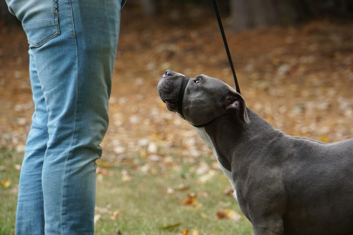 Equilibrium Canine — dog trainer in Lowell, MA