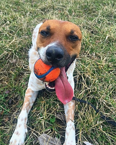 The Mindful Dog — dog trainer in Lynn, MA