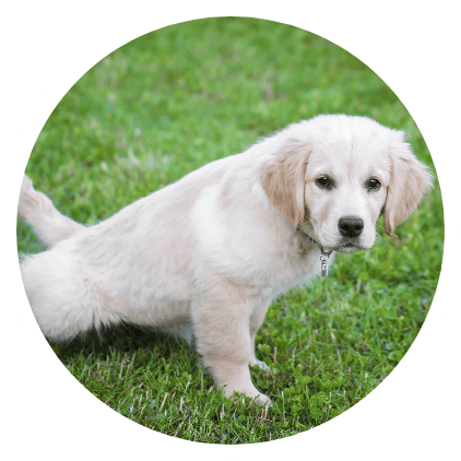 Bozeman Dog Training
