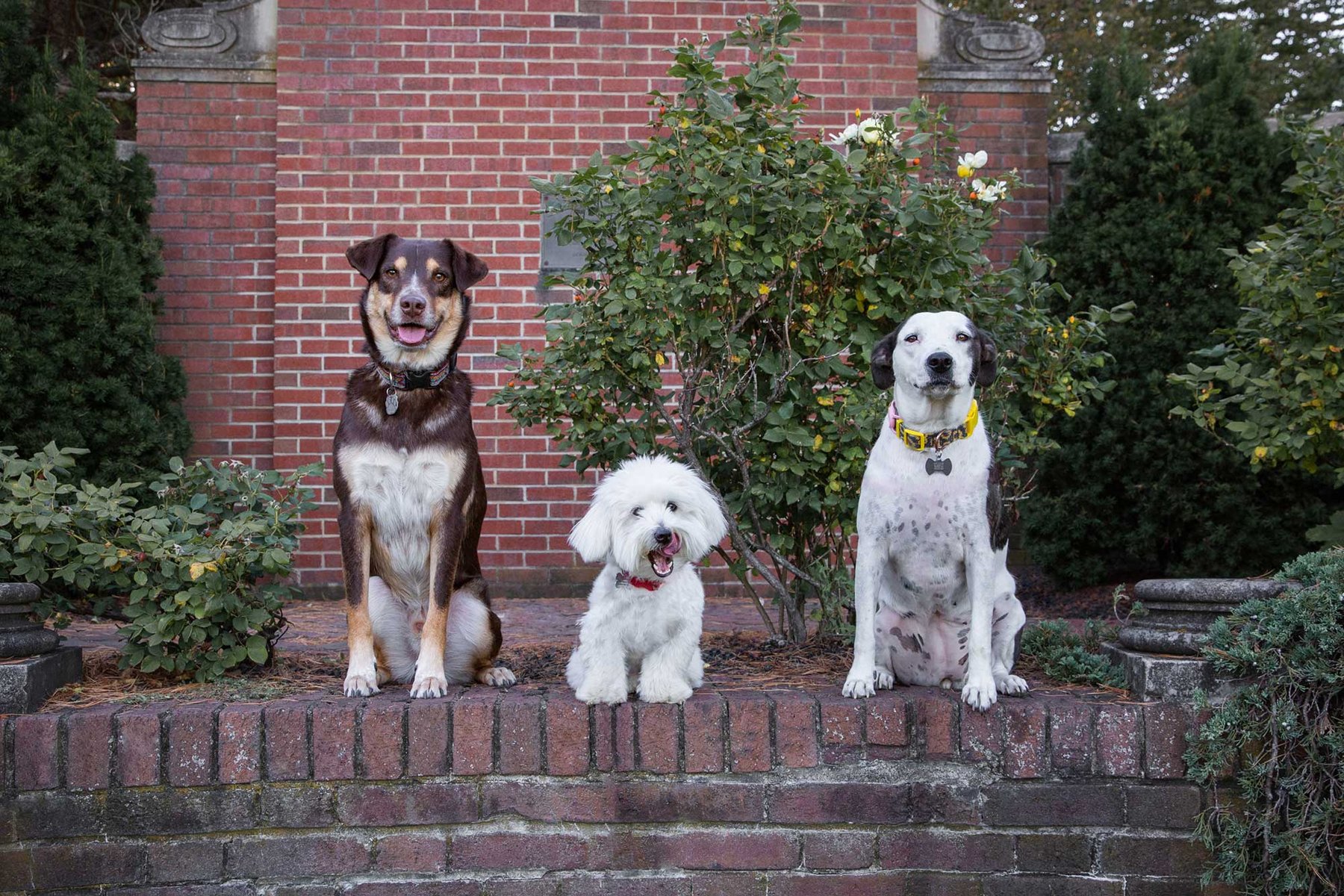 All Dogs Are Good Dogs — dog trainer in Boston, MA