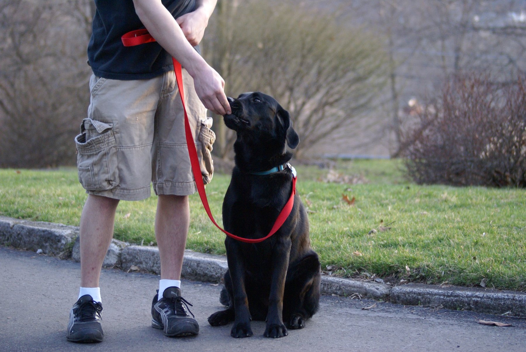 Scooter’s School of Sit & Stay