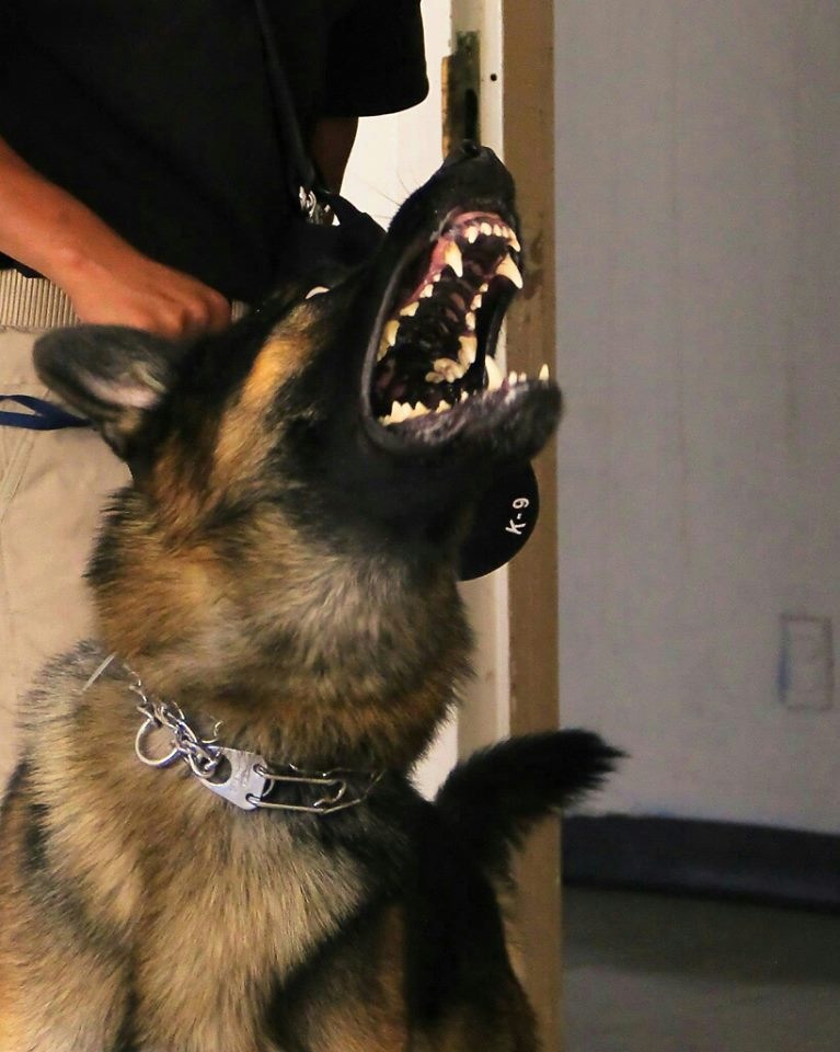 K-9 SERVICES