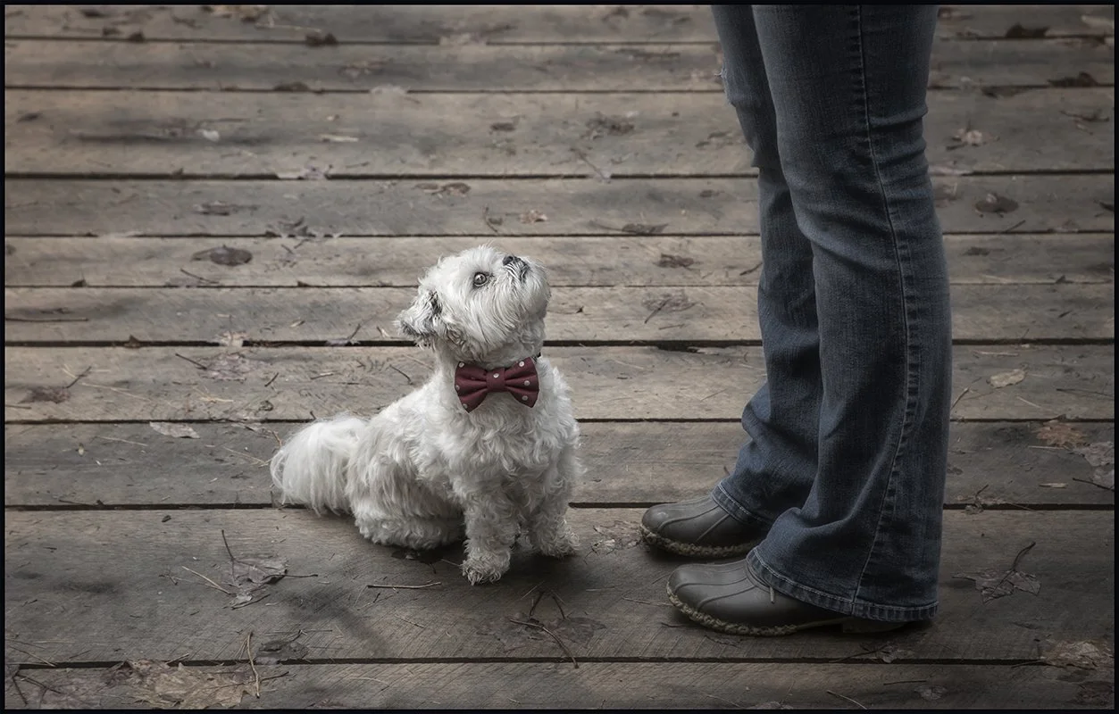 Mr. Dog Training