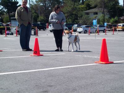 San Bruno Dog Obedience School — dog trainer in San Mateo, CA
