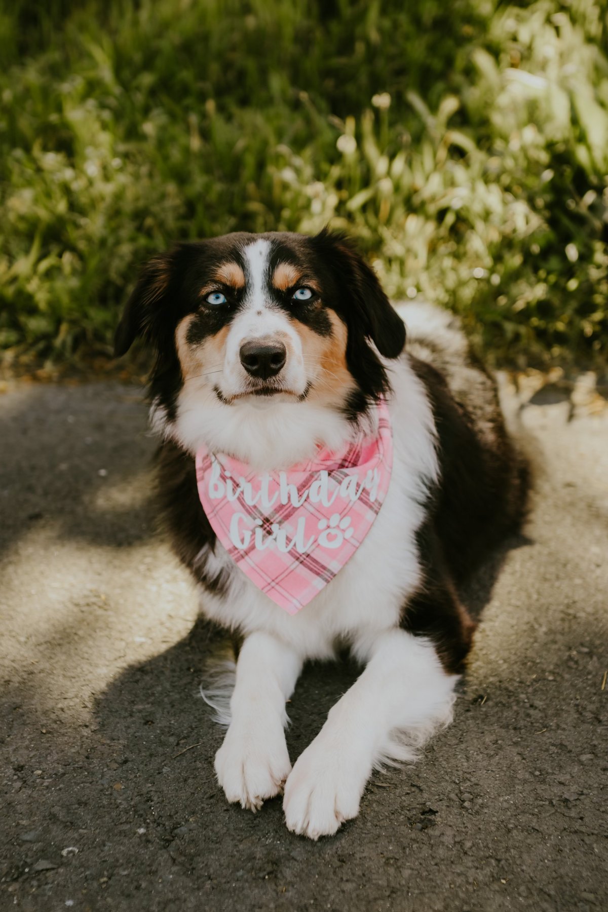 Tried N True Grooming and Training — dog trainer in Santa Rosa, CA