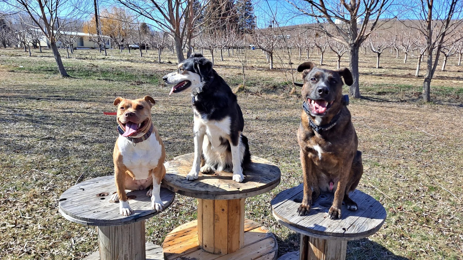 Hounds From Hell Dog Training and Rehabilitation