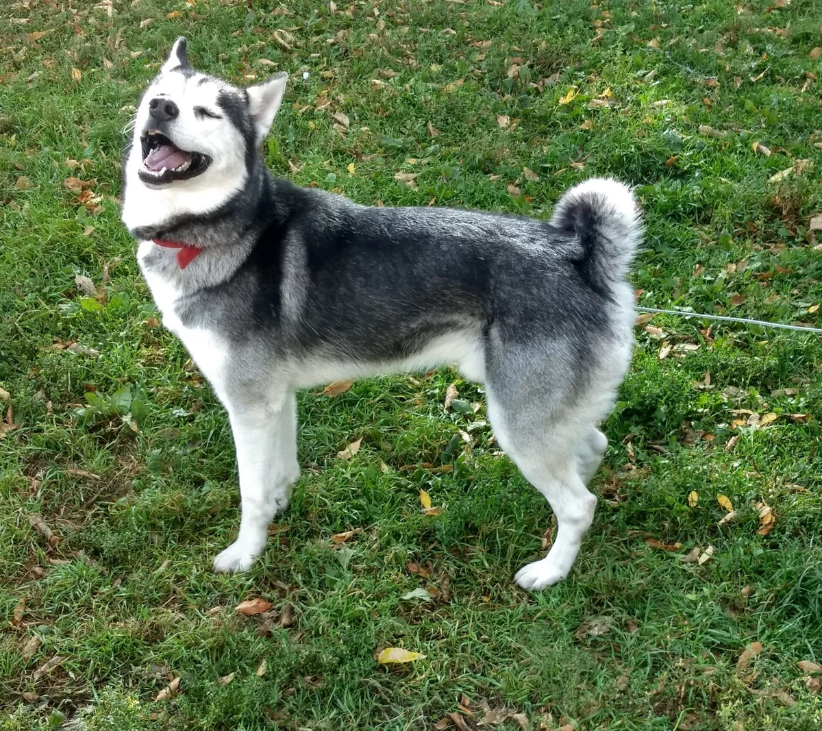 PAWsitive Path LLC