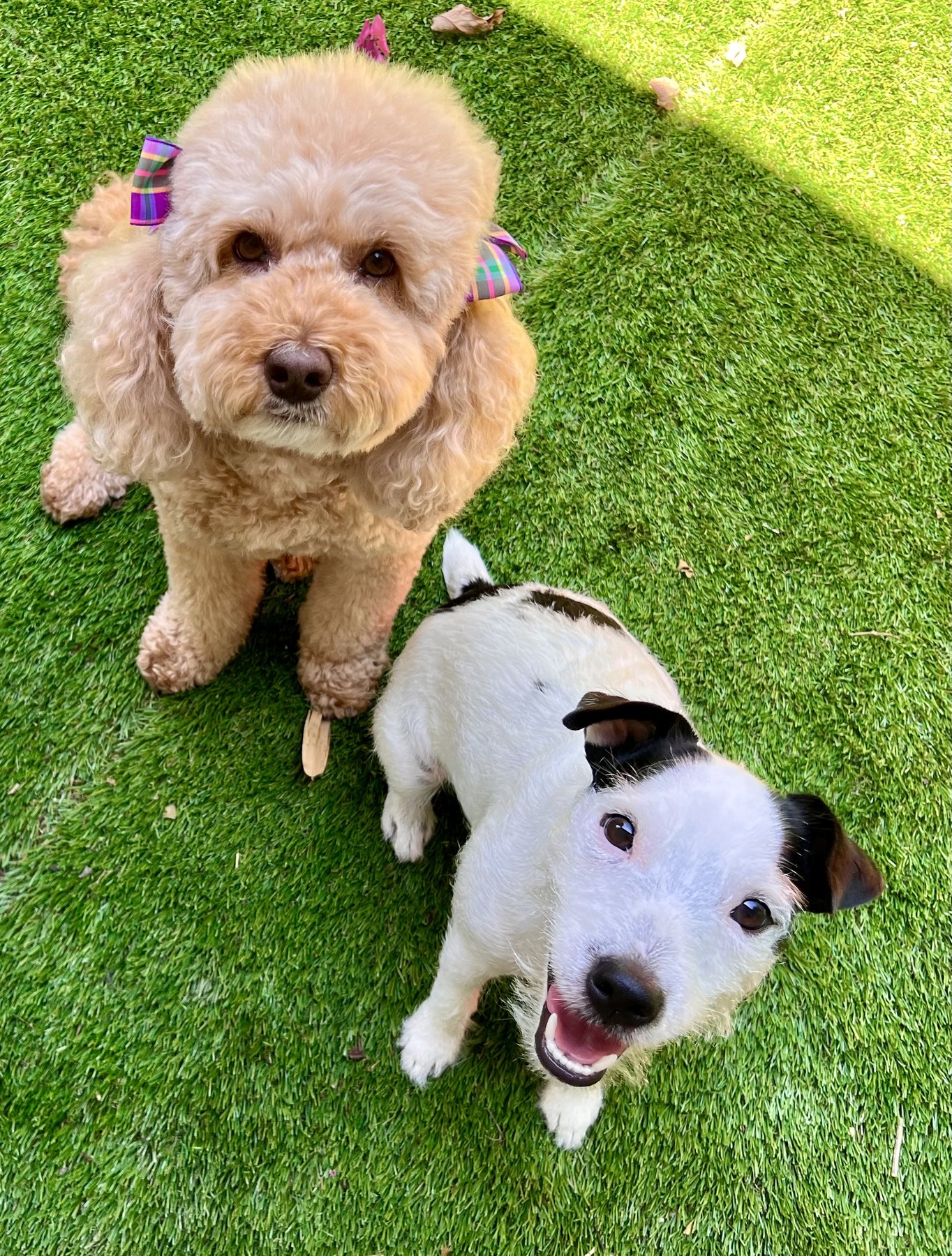 Exclusive Dog Care