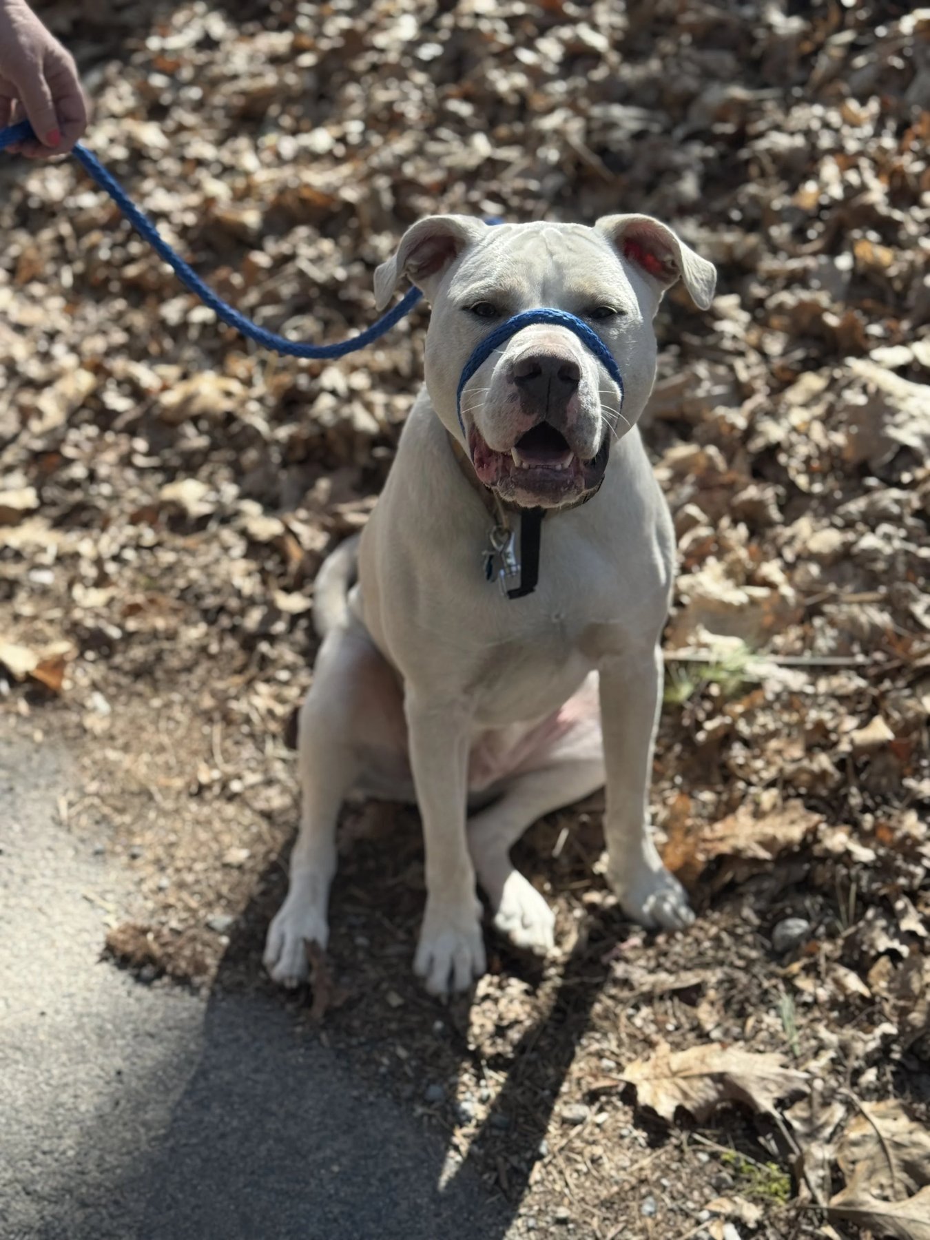 Milo’s Mutts Pet Services
