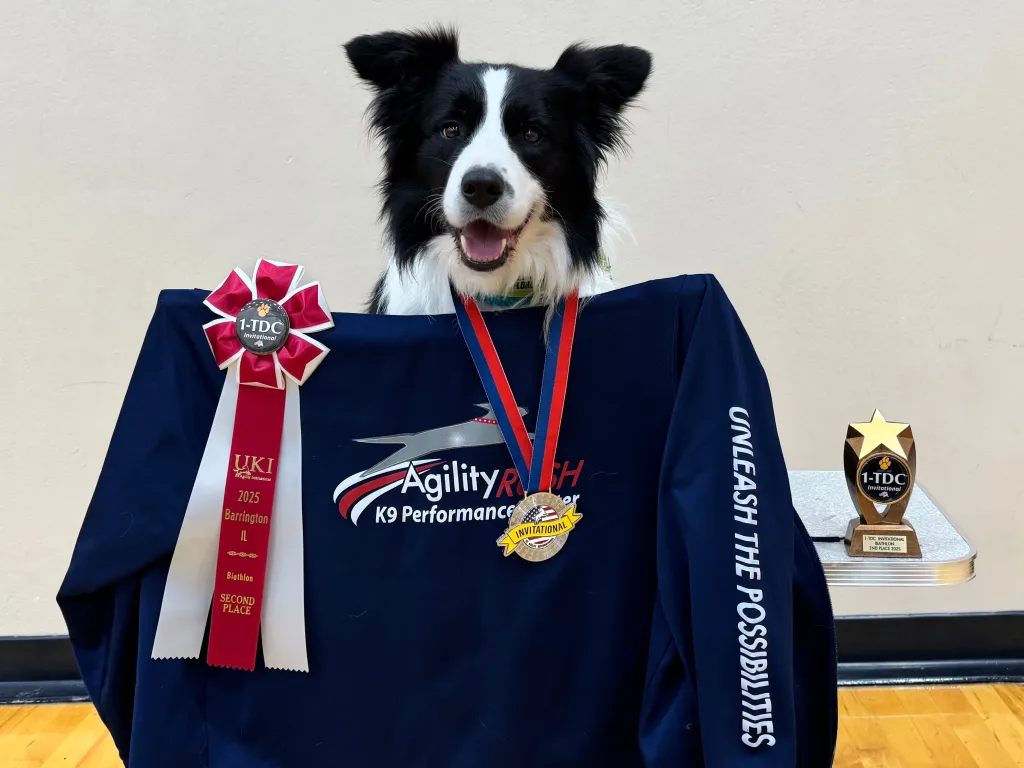 Agility Rush K9 — dog trainer in Worcester, MA