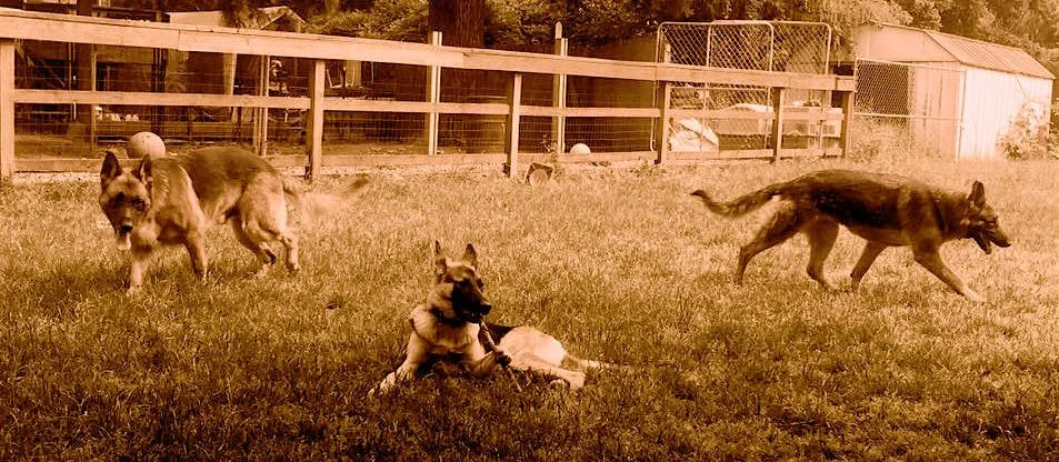 Von Dubinhaus Dog Training Services