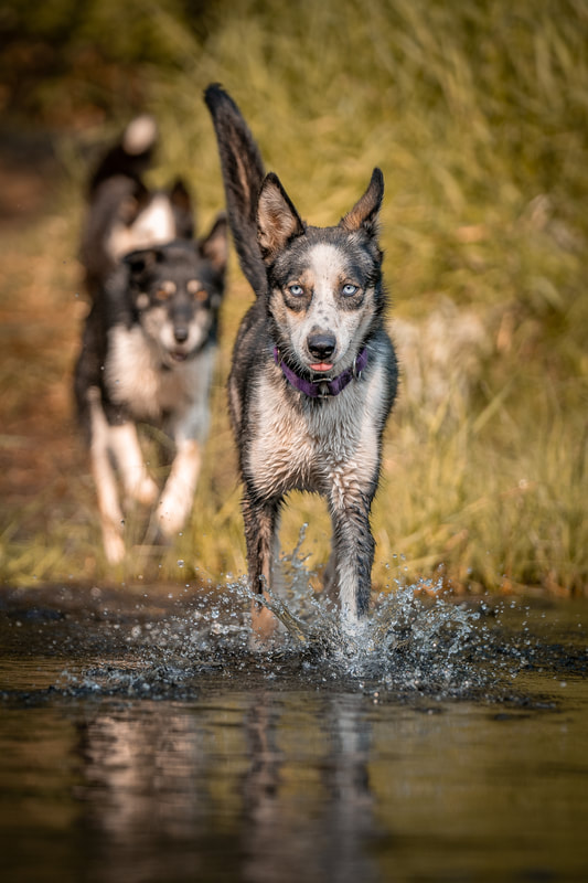 Canine Etiquette Academy LLC
