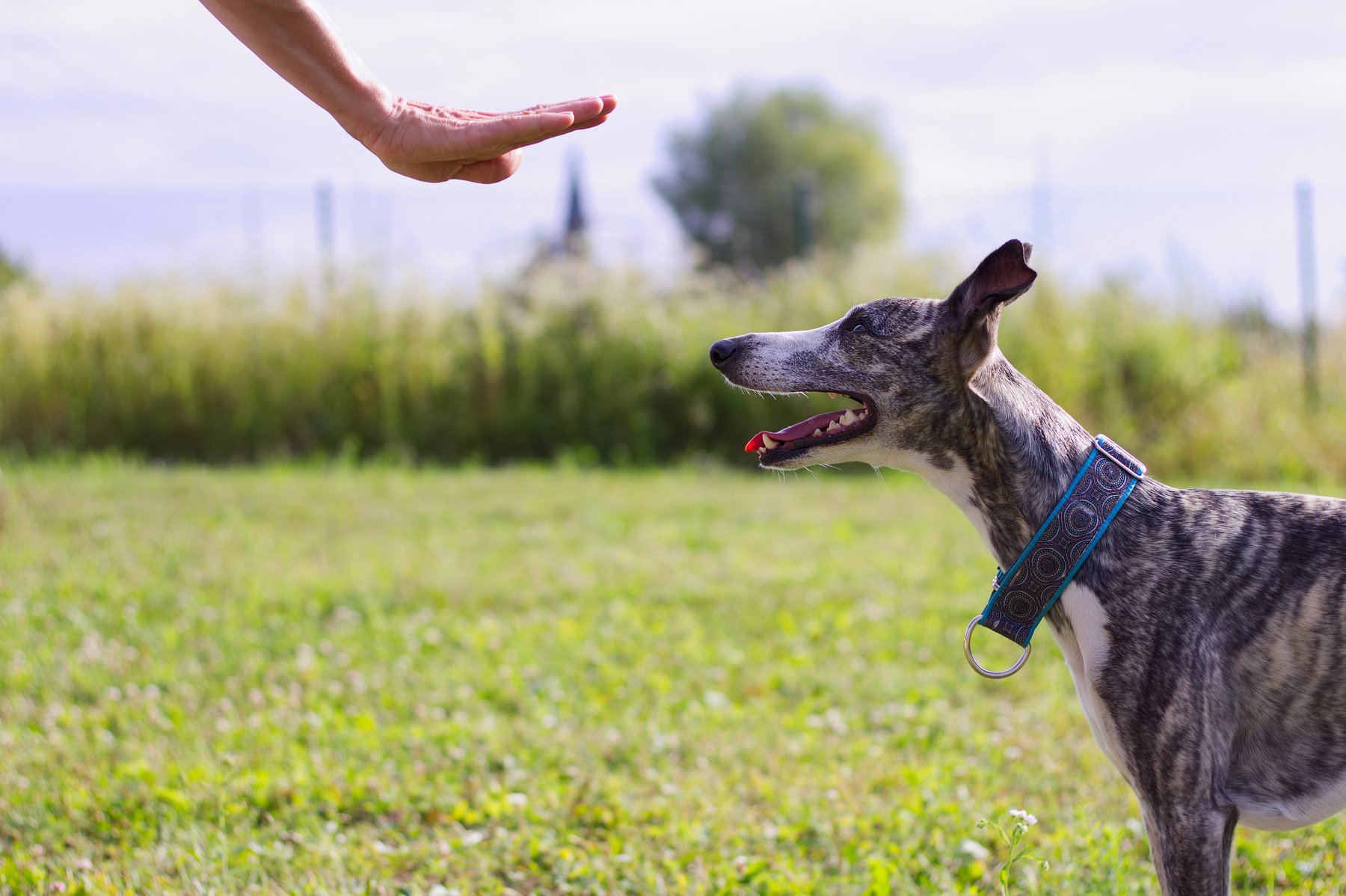 Paws Learn in Paradise