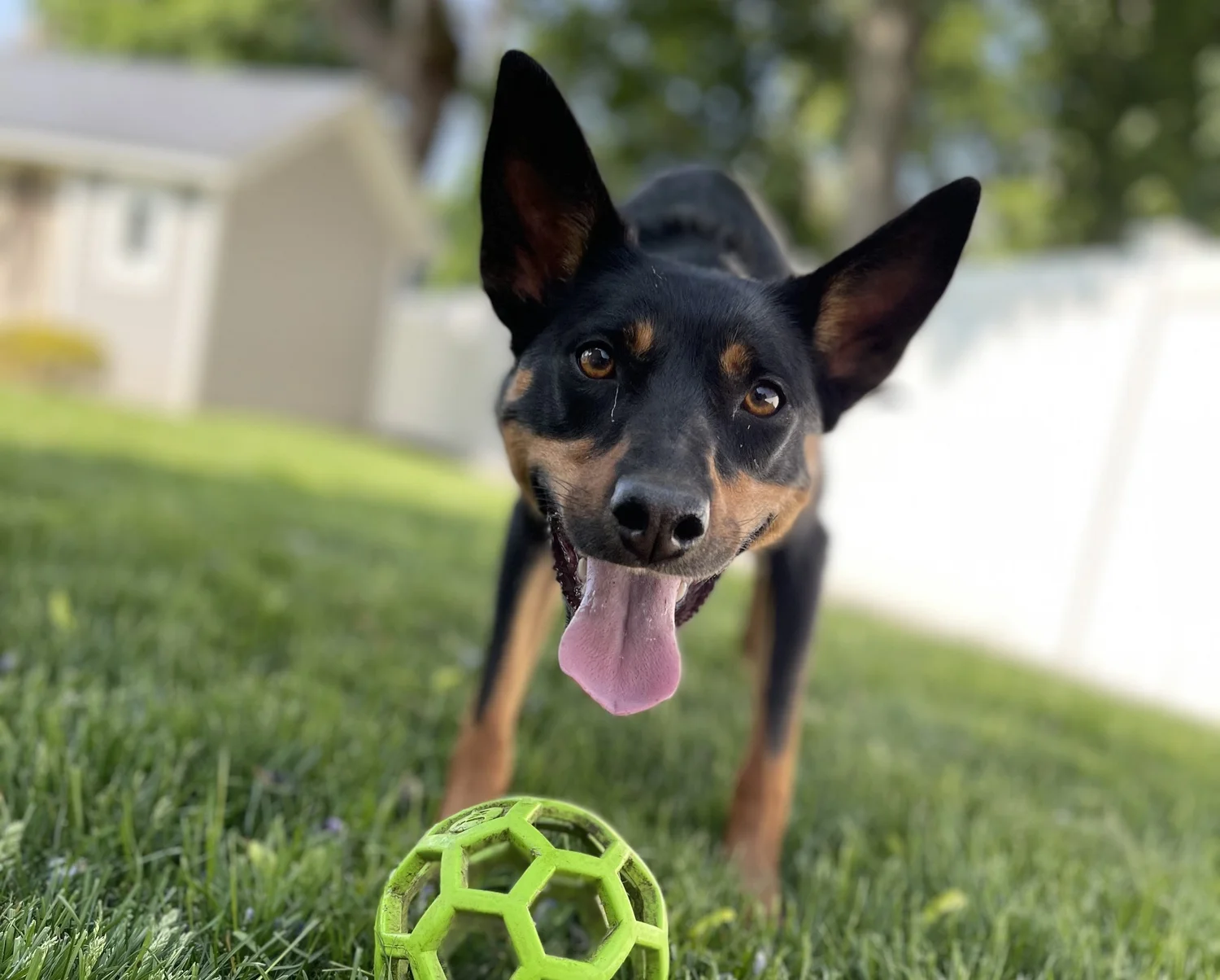 De Marinis Dog Training & Behavior - Professional Dog Trainer & Behavior Consultant — dog trainer in Nassau County, NY