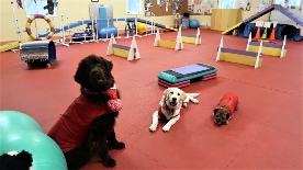 Dog Talk & Therapet