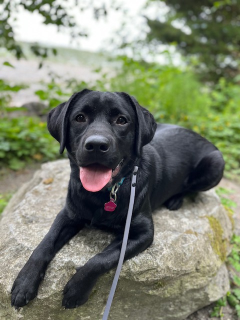 Cascadia K9