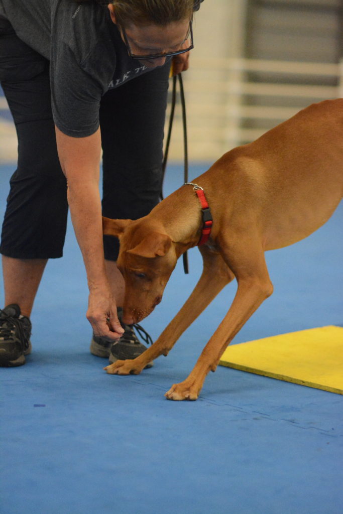 Dog Training Club of Tampa, Inc