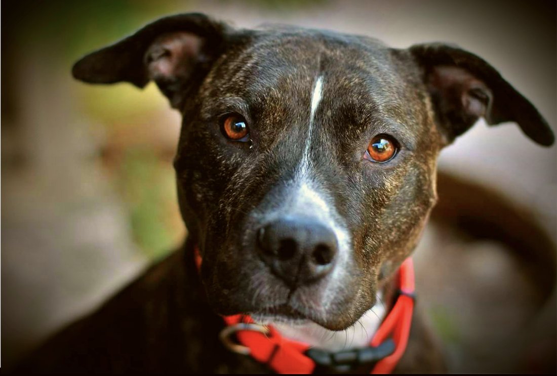 Guter Hund K9 Training — dog trainer in New Braunfels, TX