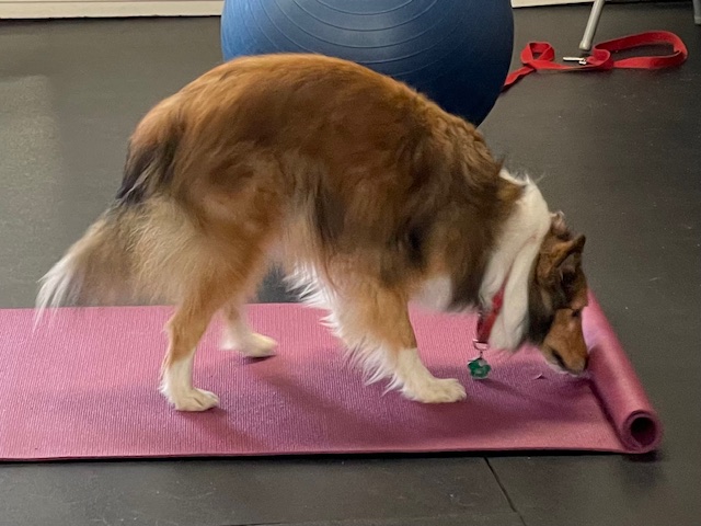 DogSense Training