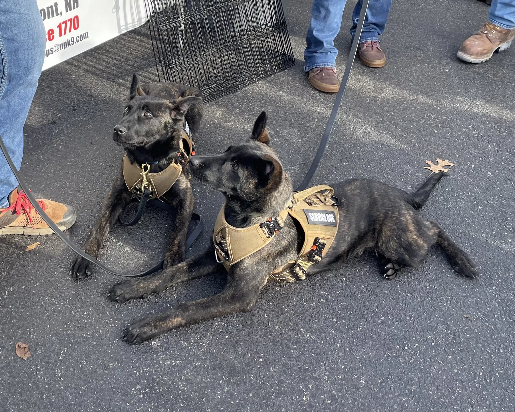 Northern Pines Canines