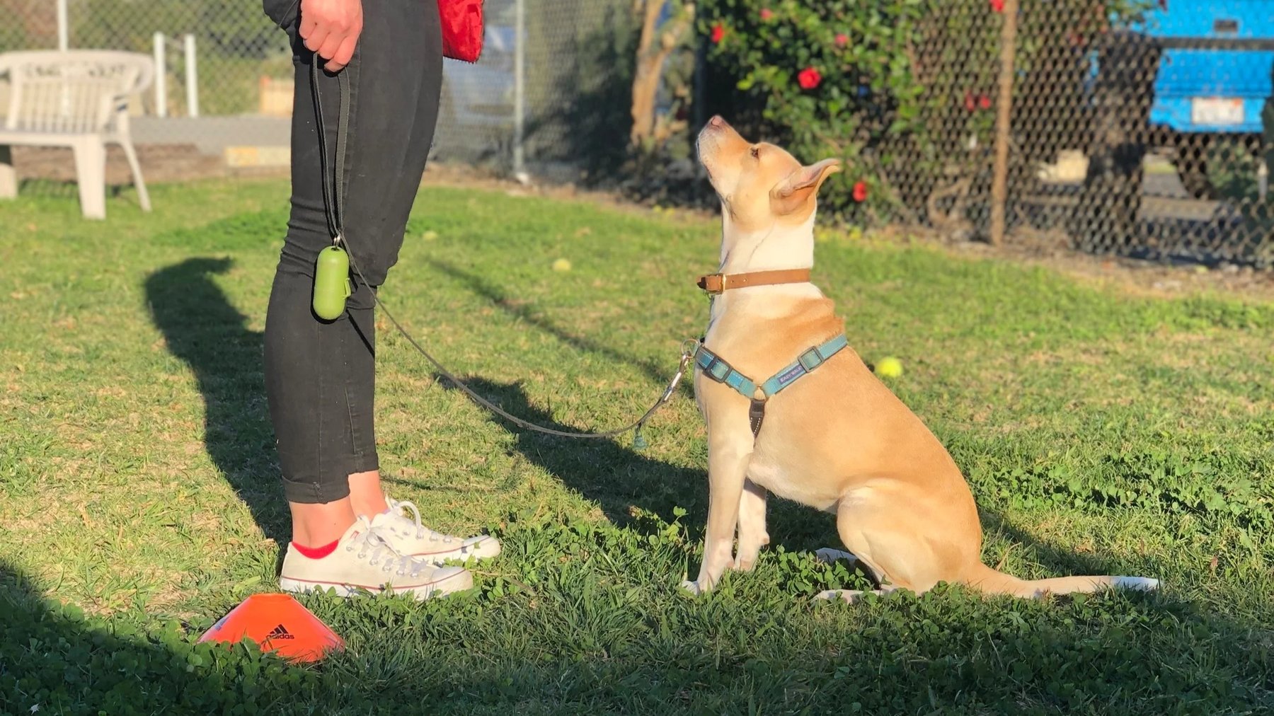Sit Happens Dog Training