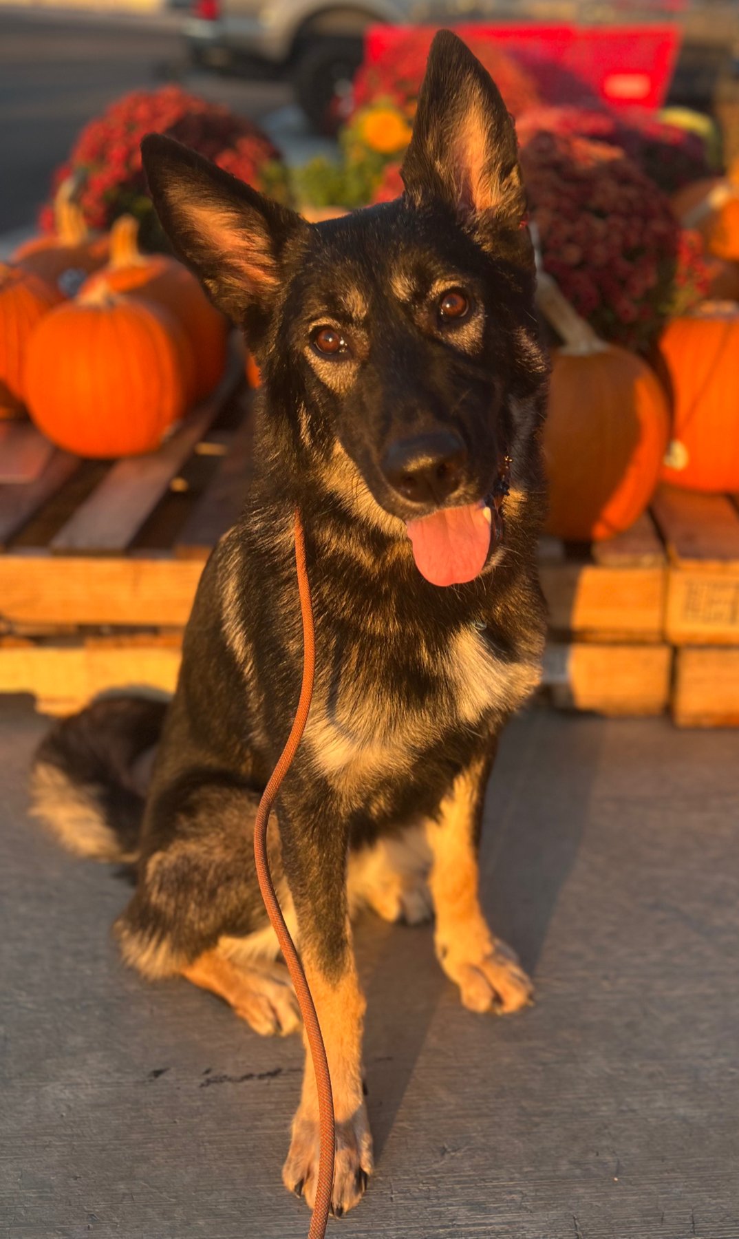 Community K9 Dog Training — dog trainer in Roseville, CA