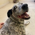 Onion Creek Kennels