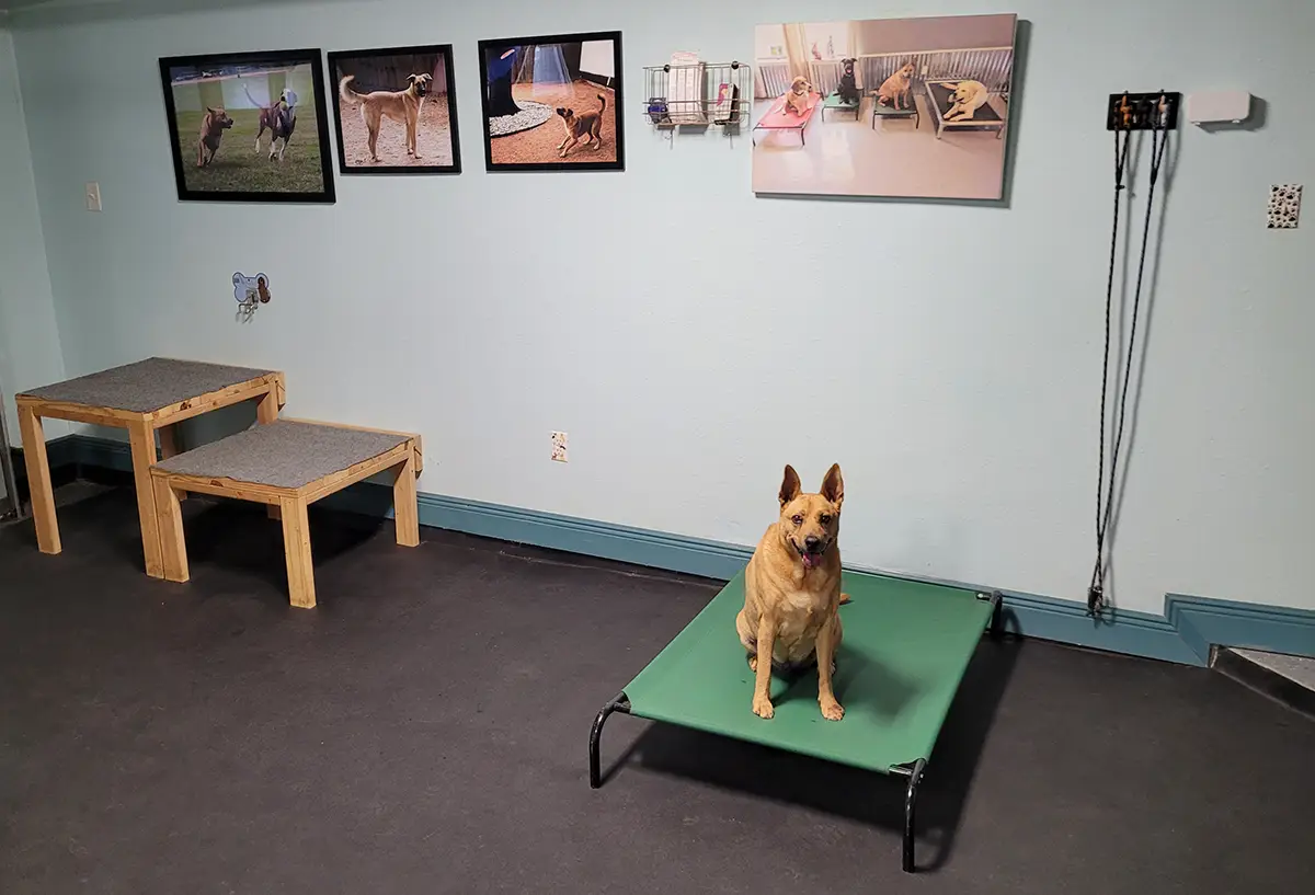 K9 Kenny — dog trainer in Austin, TX