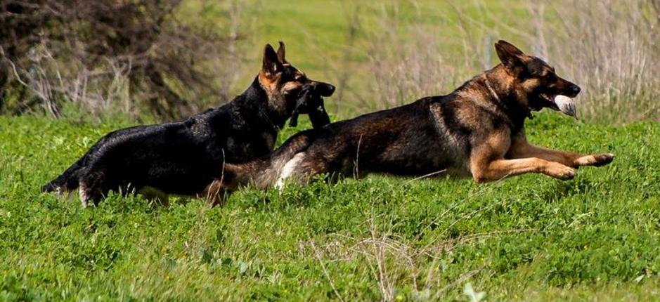 Julia Priest Coach For Canines