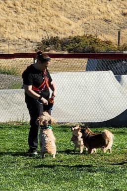 Ashwood Dog Training