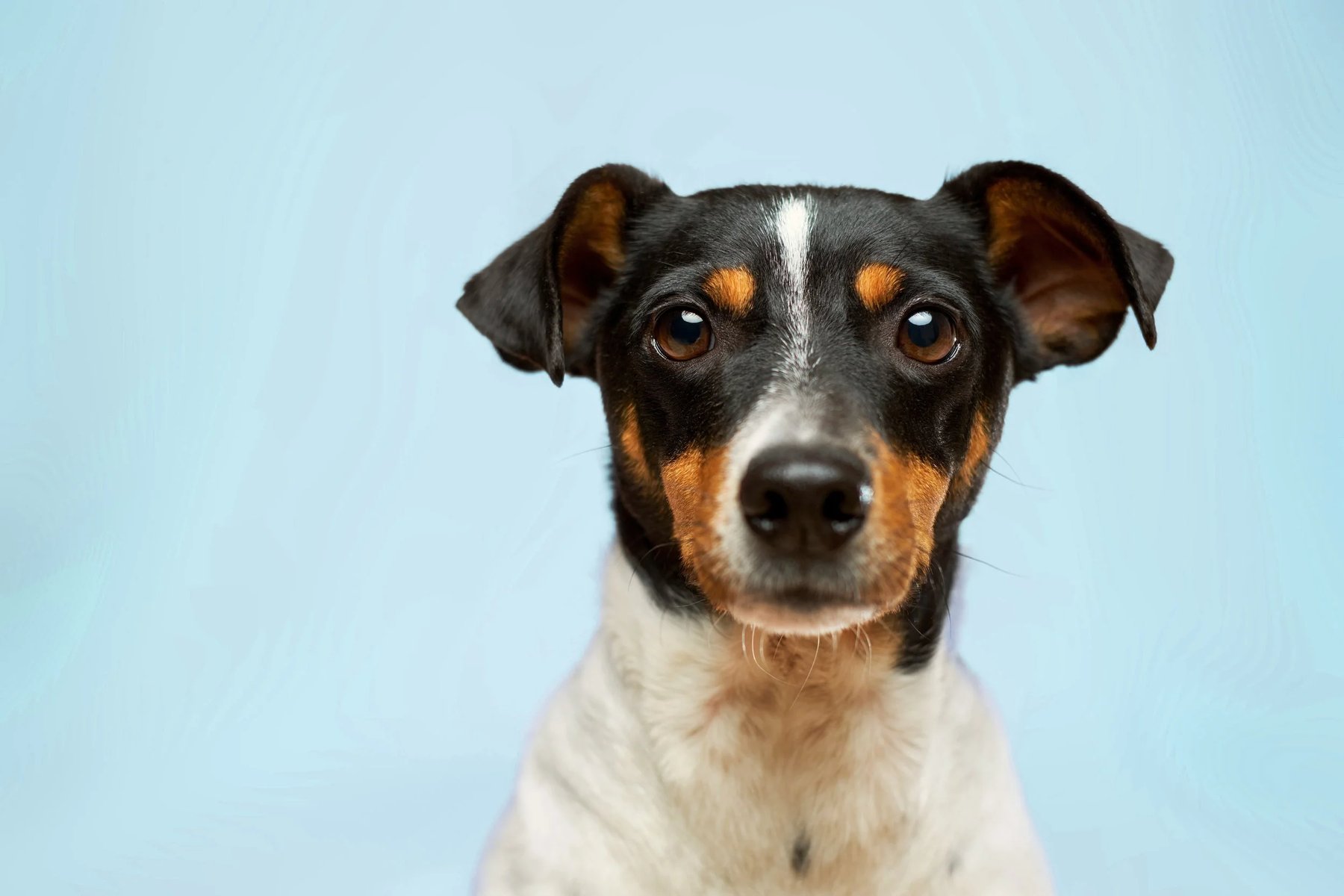 Obey My Commands Dog Training