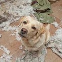 John’s Natural Dog Training Company