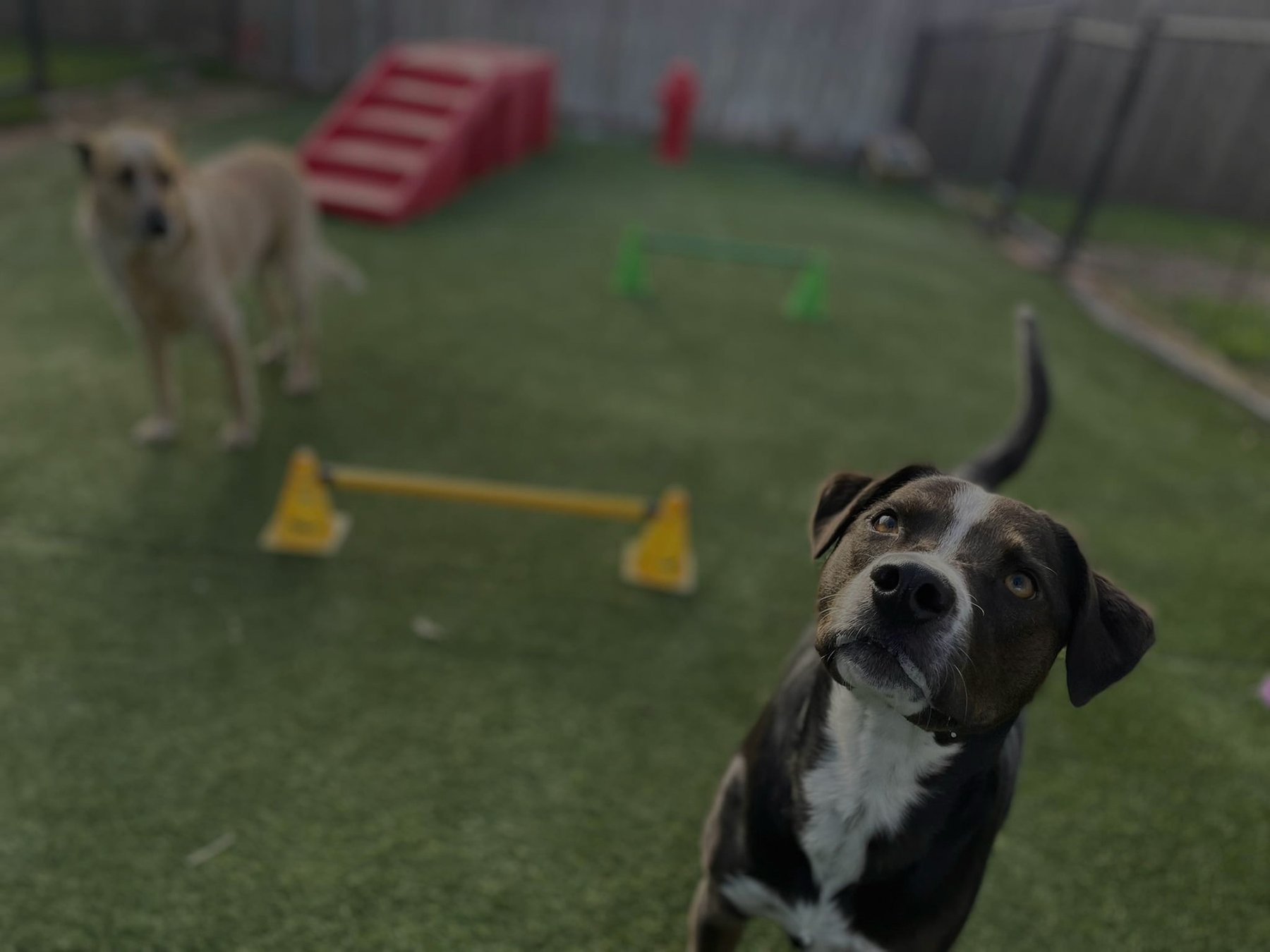 Urban Mutt Retreat