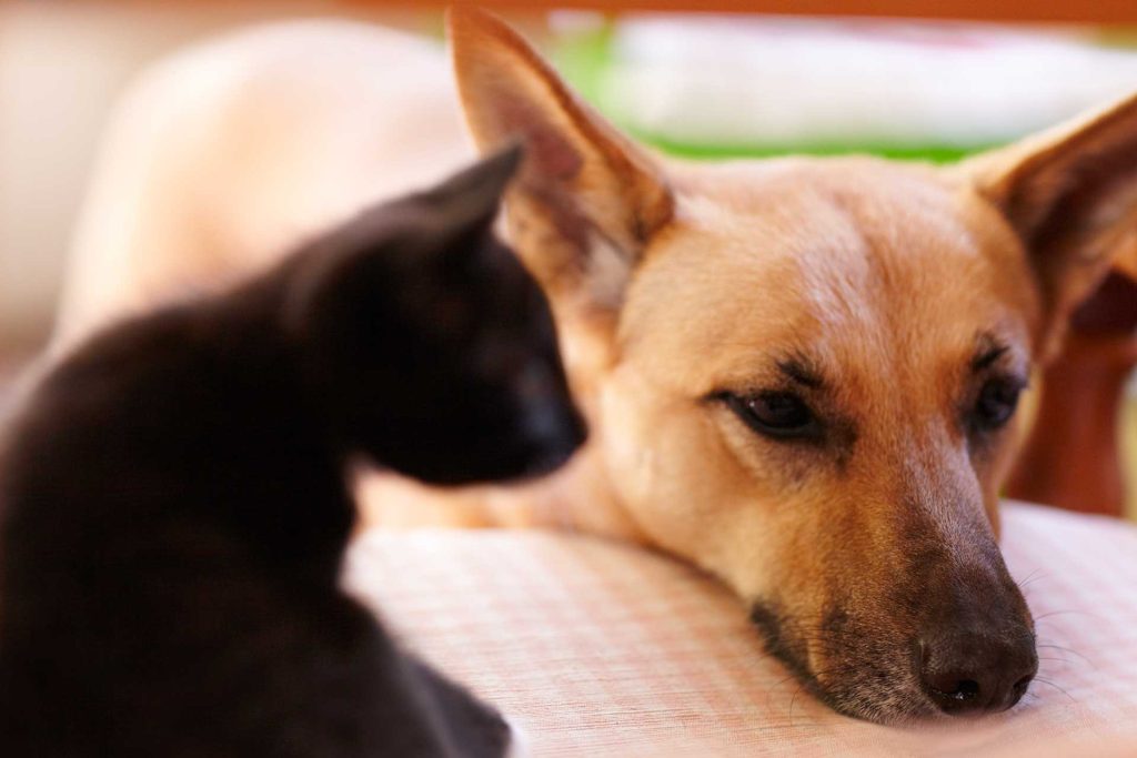 Laura’s Proper Pets Training and Consulting, LLC