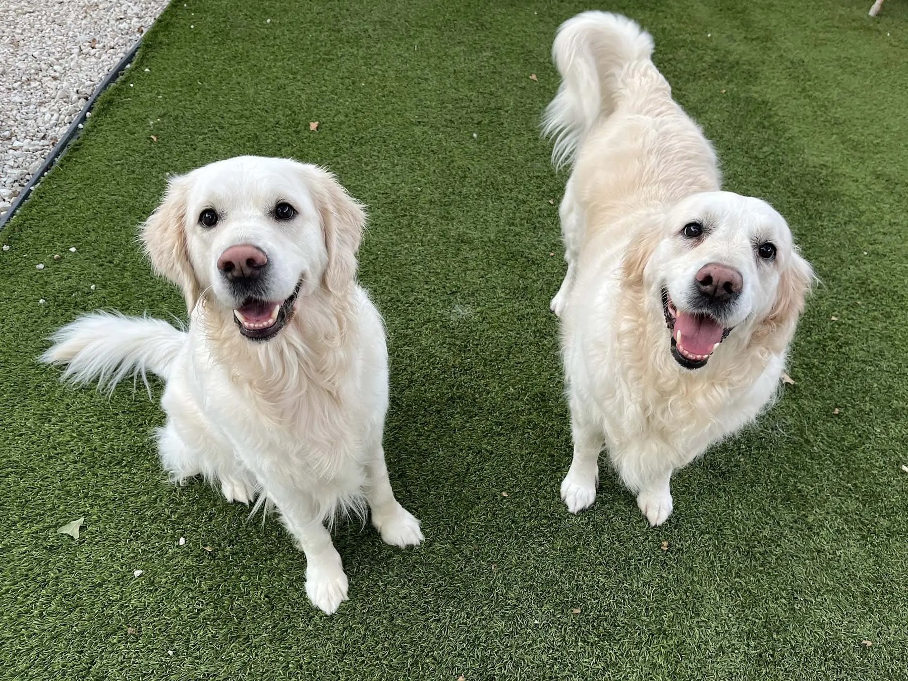 Revival Dog Training – The Heights