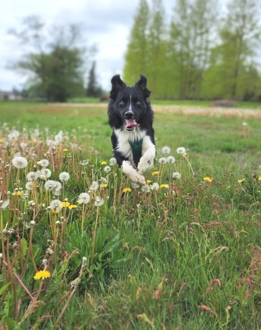 Dogwell Behavior and Training