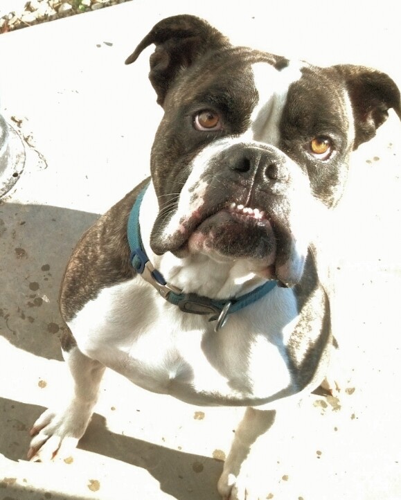 One-2-One Dog Training — dog trainer in Caldwell, ID