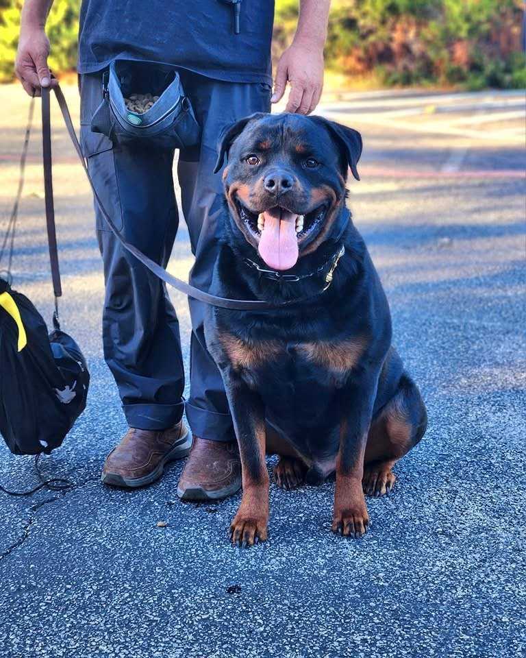 The Traveling Hounds