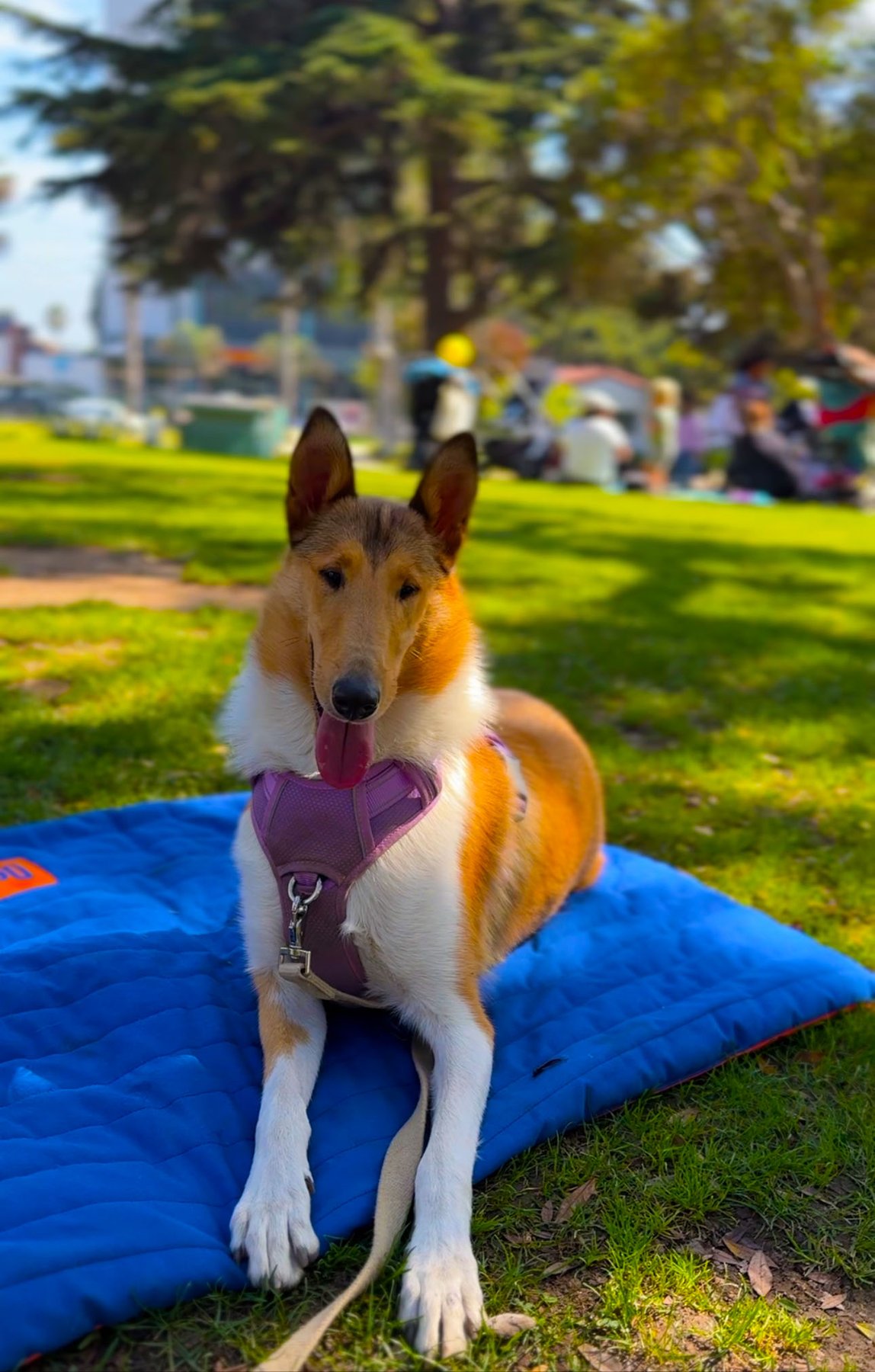 Paw Paw Dog Training & Behavior