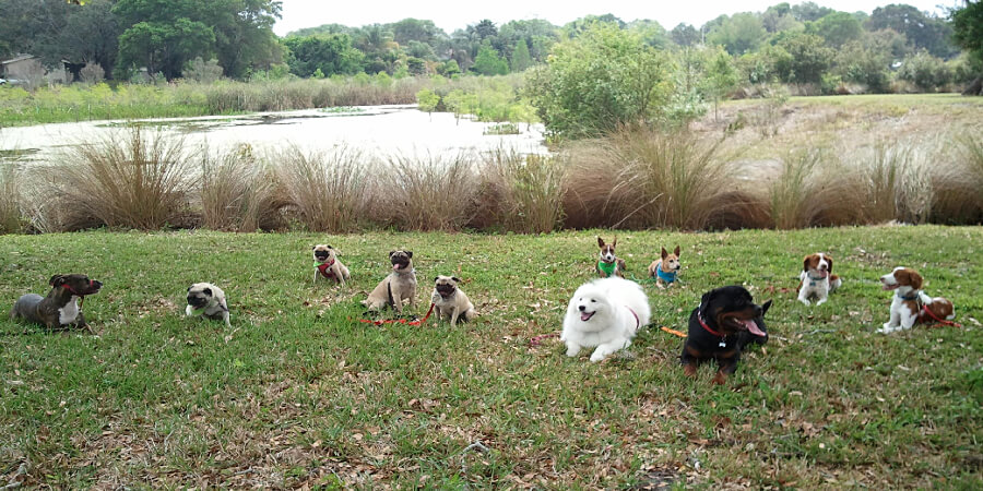 Learn With Jenza — dog trainer in Clearwater, FL