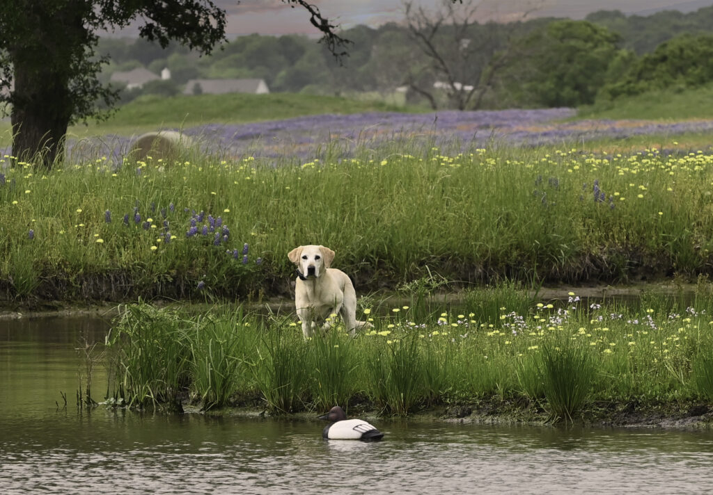 Vinwood Kennels