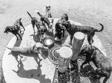 Dog Trots